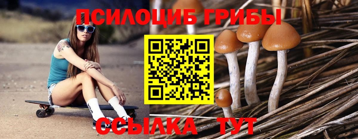 Галлюциногенные грибы Psilocybine cubensis Карпинск